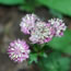 Astrantia major Moulin Rouge 